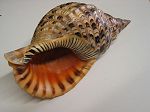 Charonia tritonis
